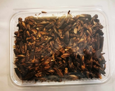 150 gramm Grillen in RECY Schale sind ein Mikrowellen getrocknetes Naturfutter für Terrarientiere (Schildkröten, Bartagamen, Leguane), Teichfische (Koi, Buntkarpfen, Goldfische, Buntbarsche) und Vögel  Futterinsekten nahrhafte Eiweißquelle gesunde Nährsto